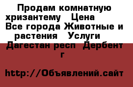 Продам комнатную хризантему › Цена ­ 250 - Все города Животные и растения » Услуги   . Дагестан респ.,Дербент г.